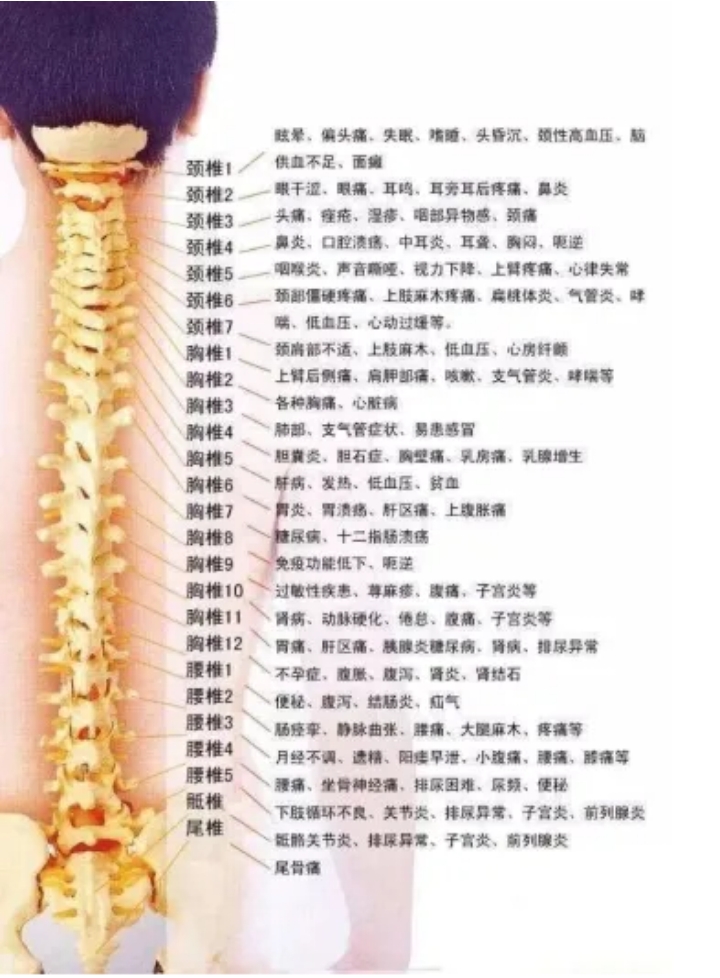 脊椎分布图_20241223112930.jpg