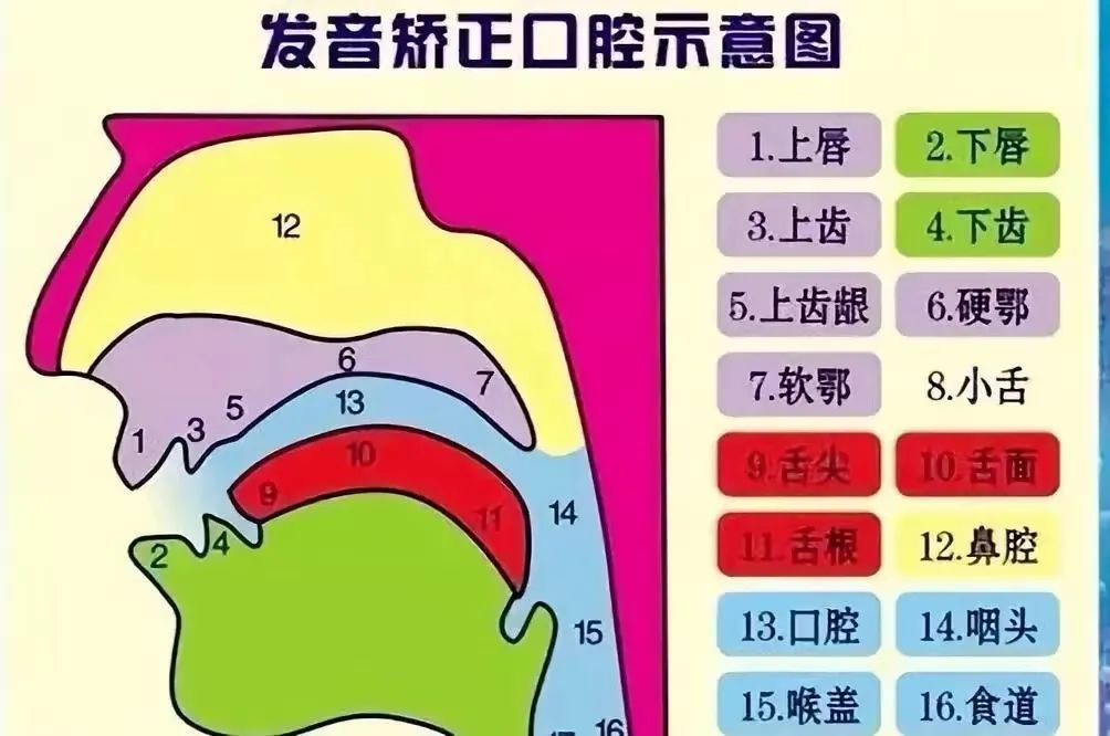 发音矫正口腔示意图.jpg