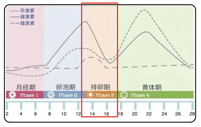排卵期_20240730094655.jpg 排卵期_20240730094655.jpg